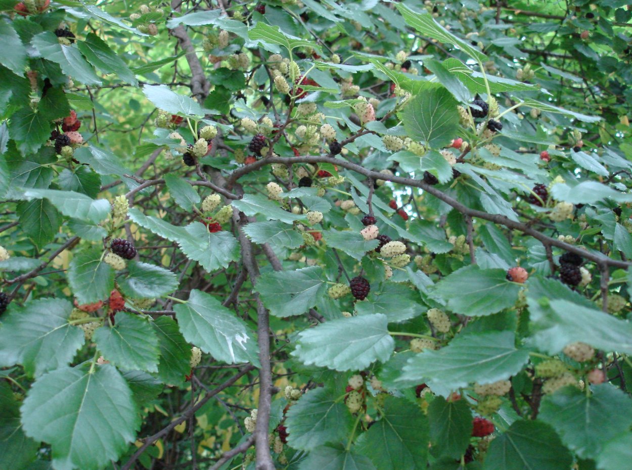 Шелковица Геншин