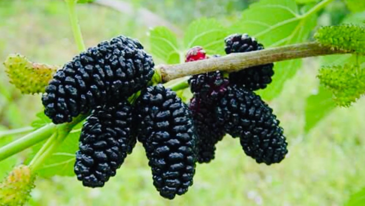 Шелковица черный принц дерево