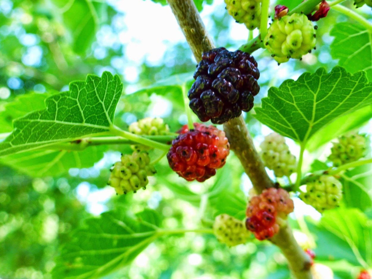 Саженцы шелковица белая ночь