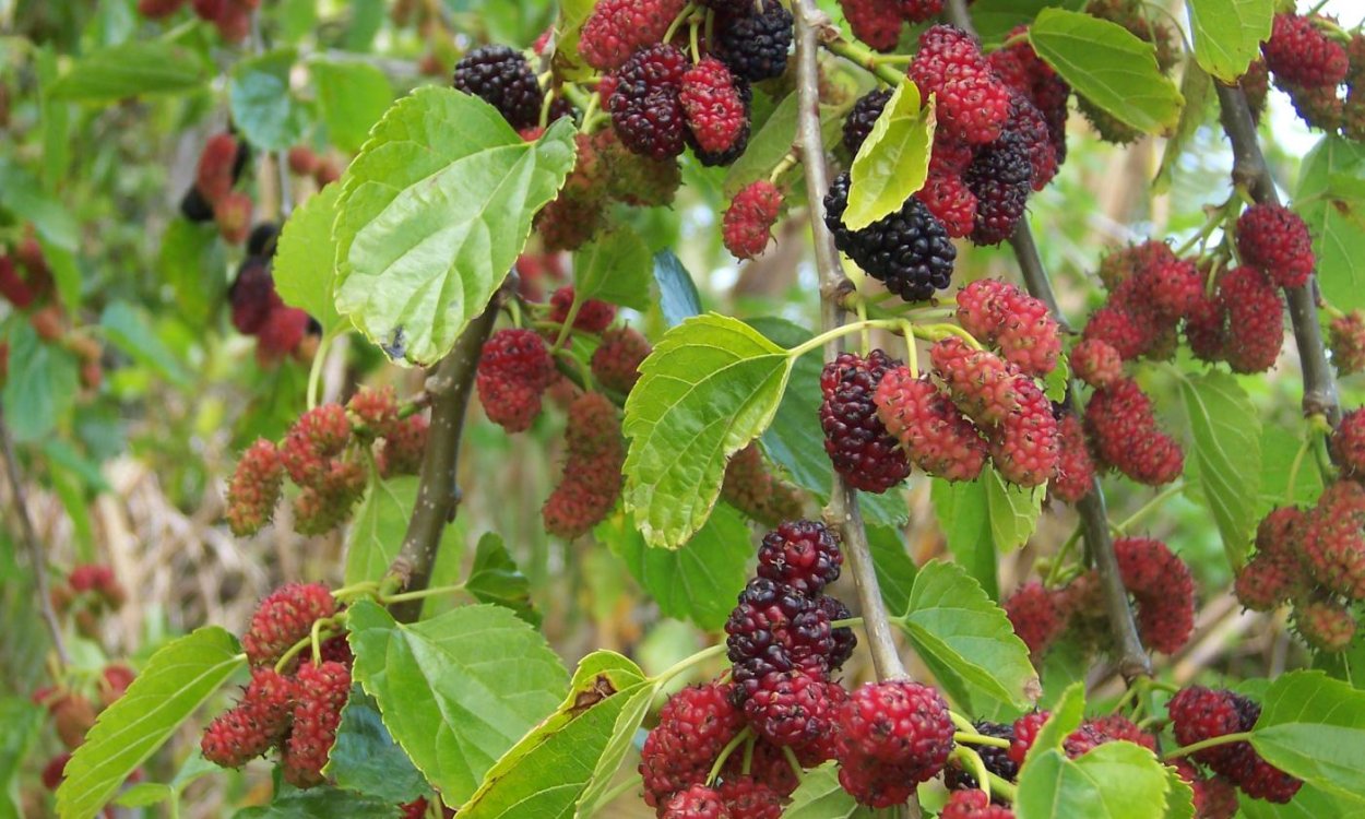 Шелковица белая Смуглянка