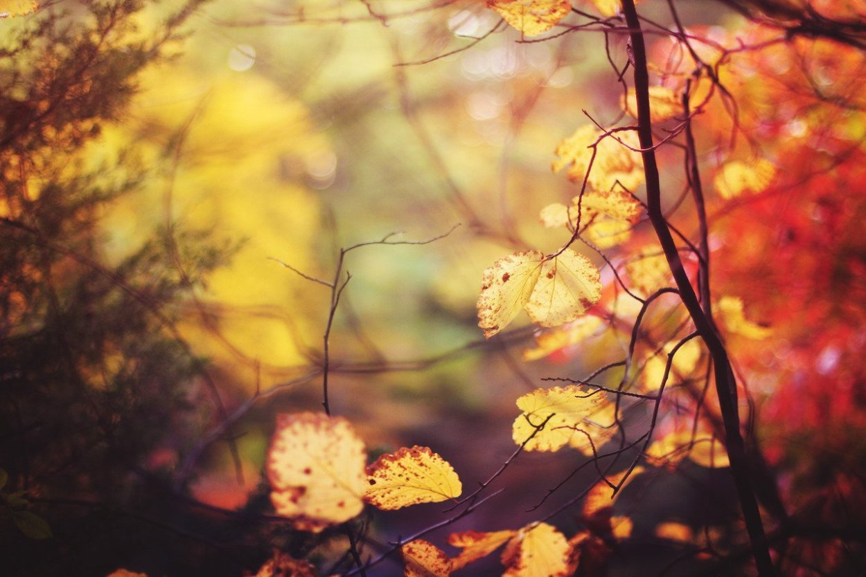 Нежная осень