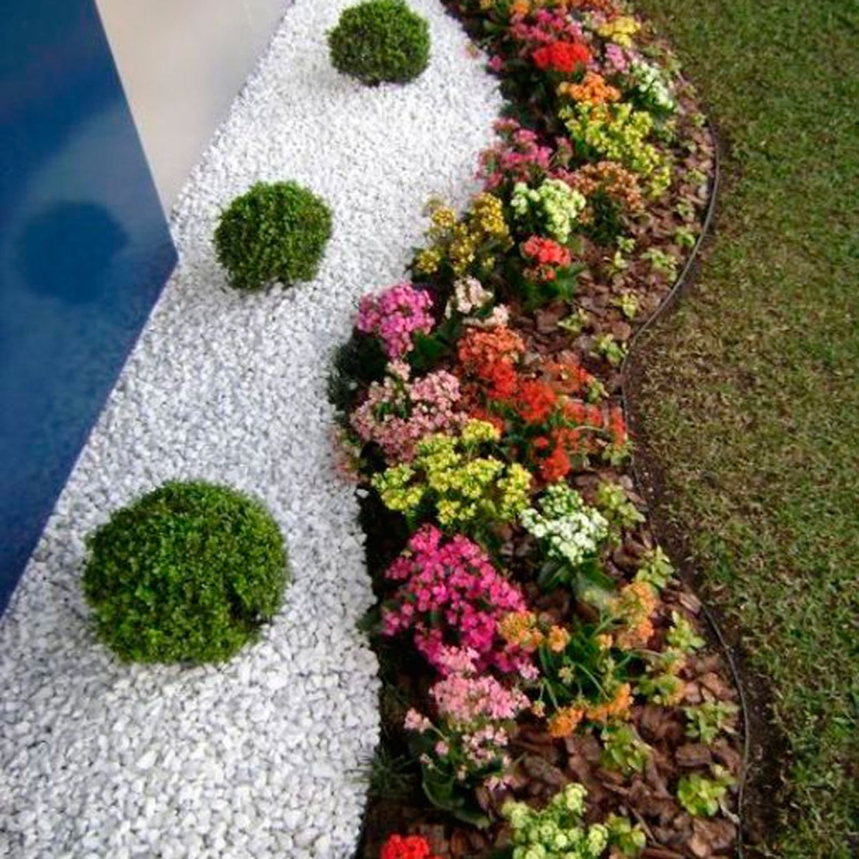 Примула в цветнике