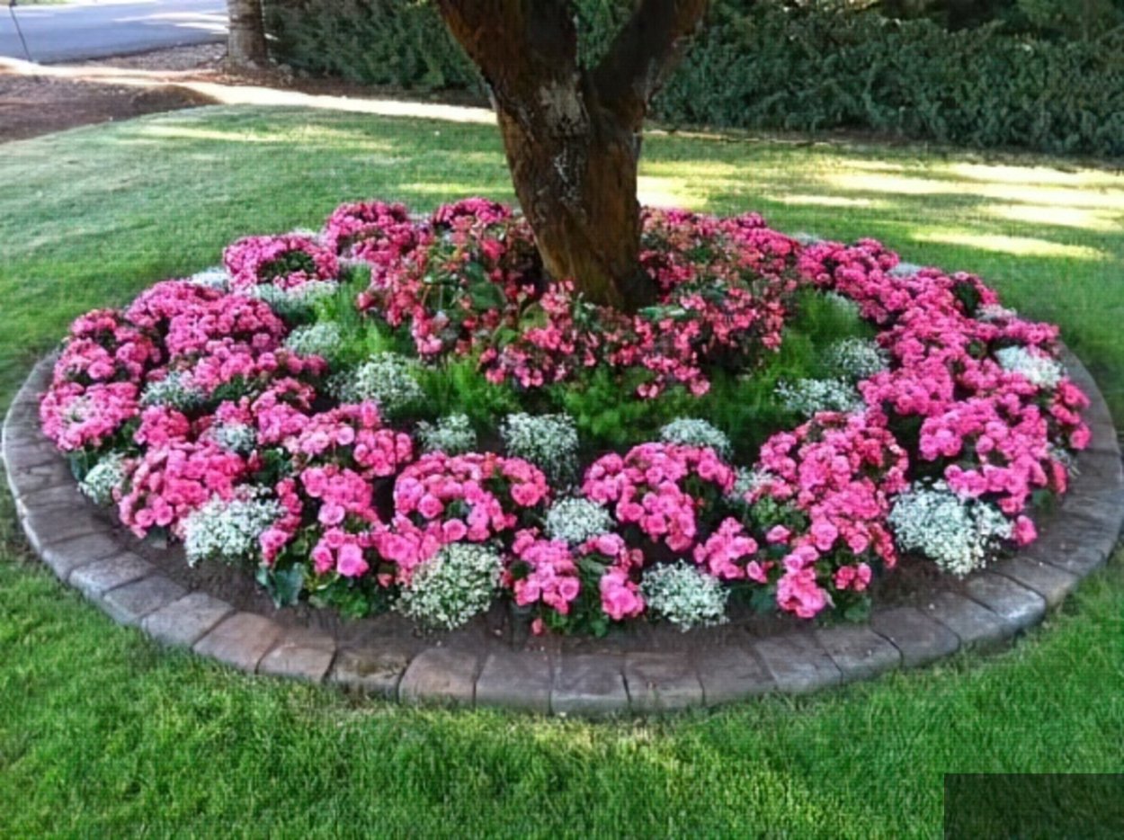 Рабатка Тунберга