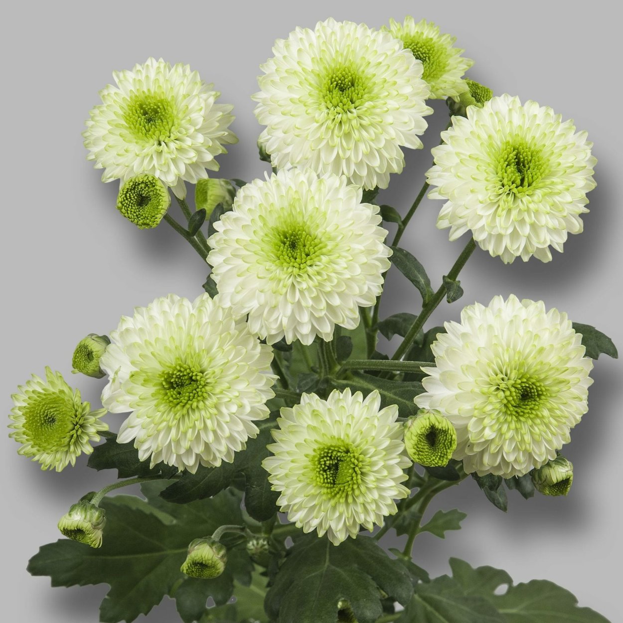 Хризантема кустовая фурор