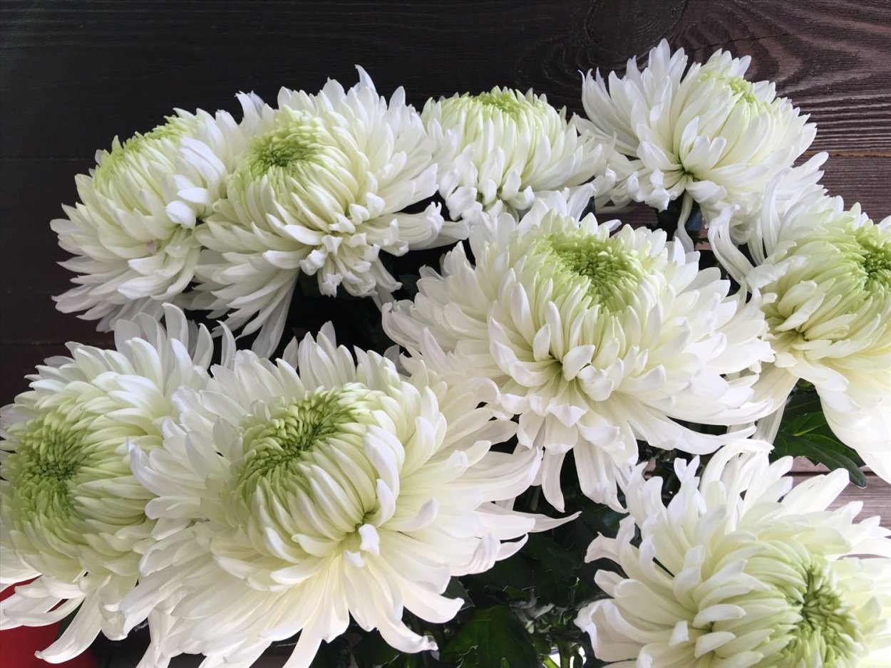 Хризантема индийская Фуджи бронз