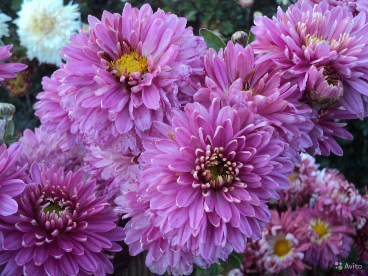 Хризантема кустовая Грин Лизард