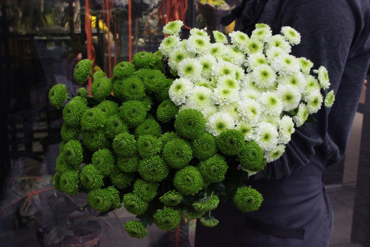 Галиаро Грин Хризантема