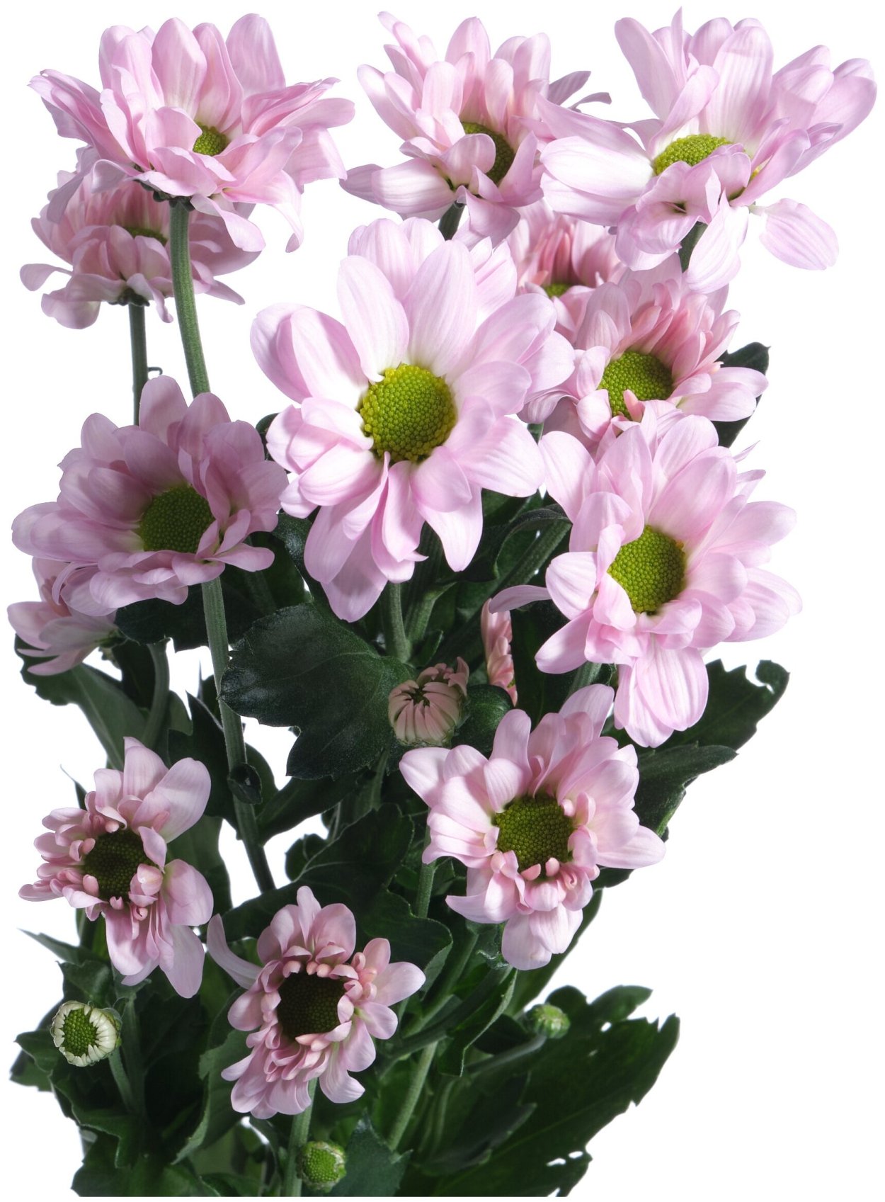 Хризантема Мишель желтая