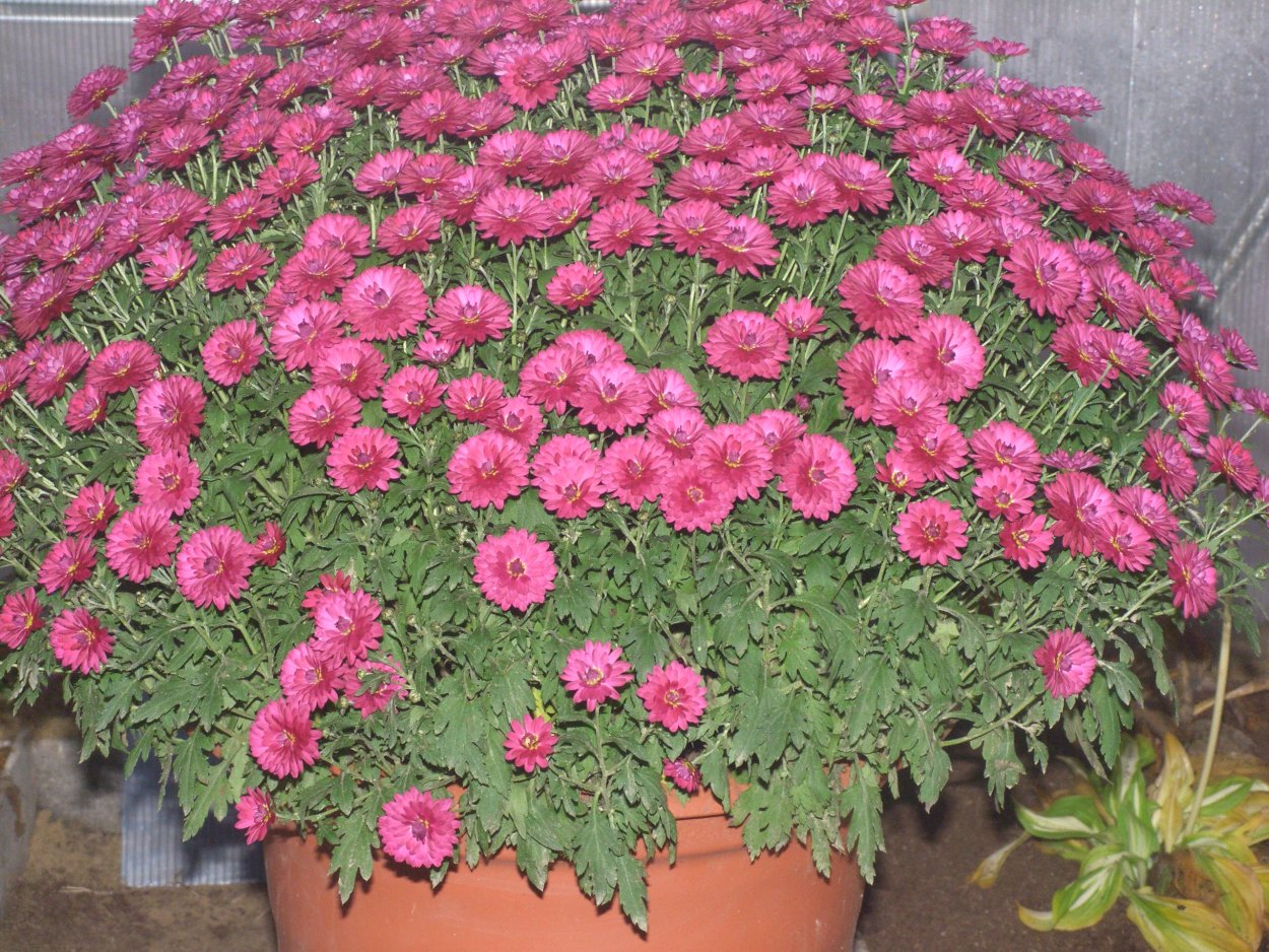 Хризантема Элен Еллоу