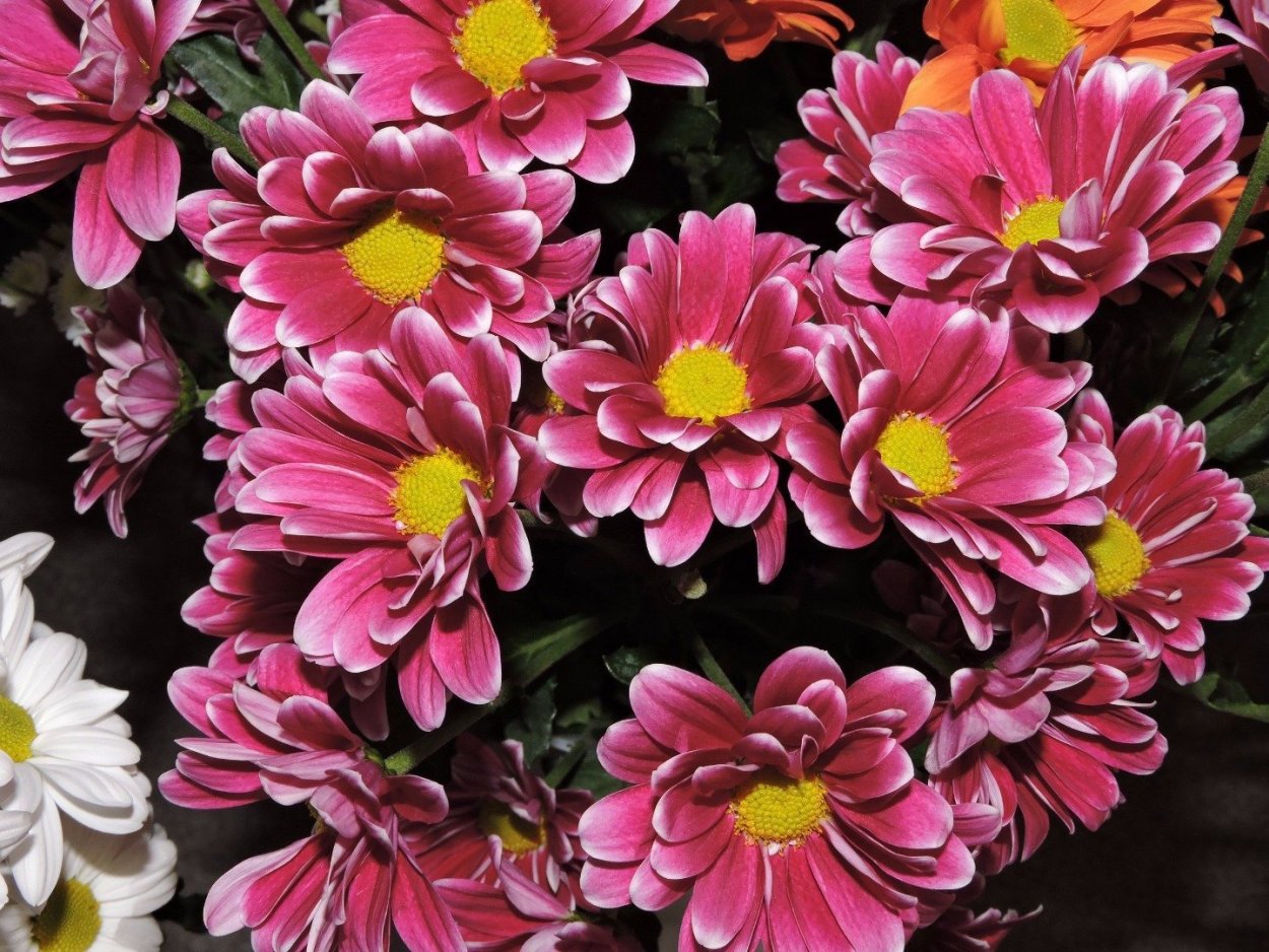 Хризантема мультифлора Салмон