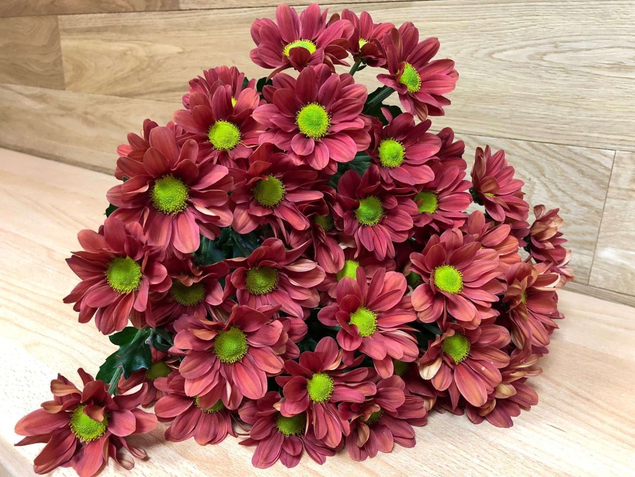 Хризантема кустовая Сантини микс