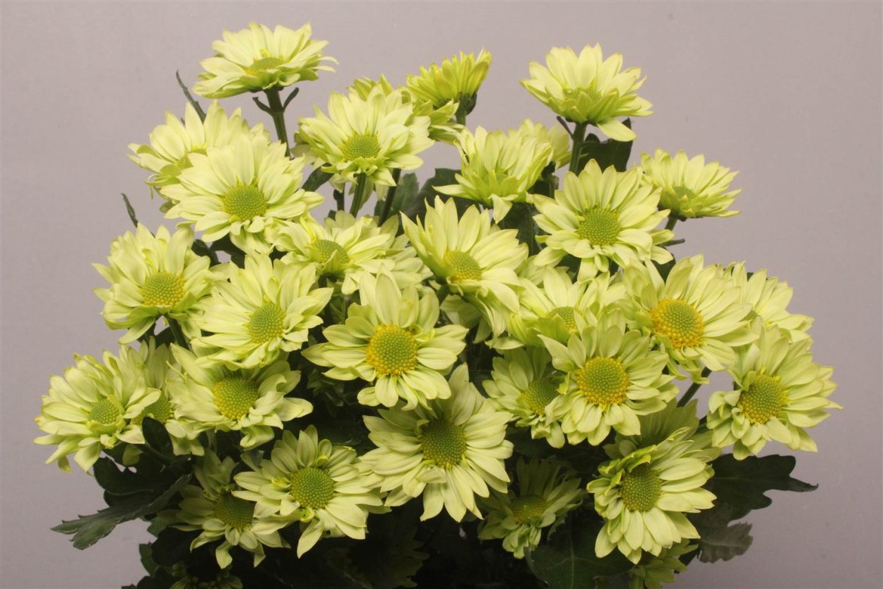 Хризантема Чудесница