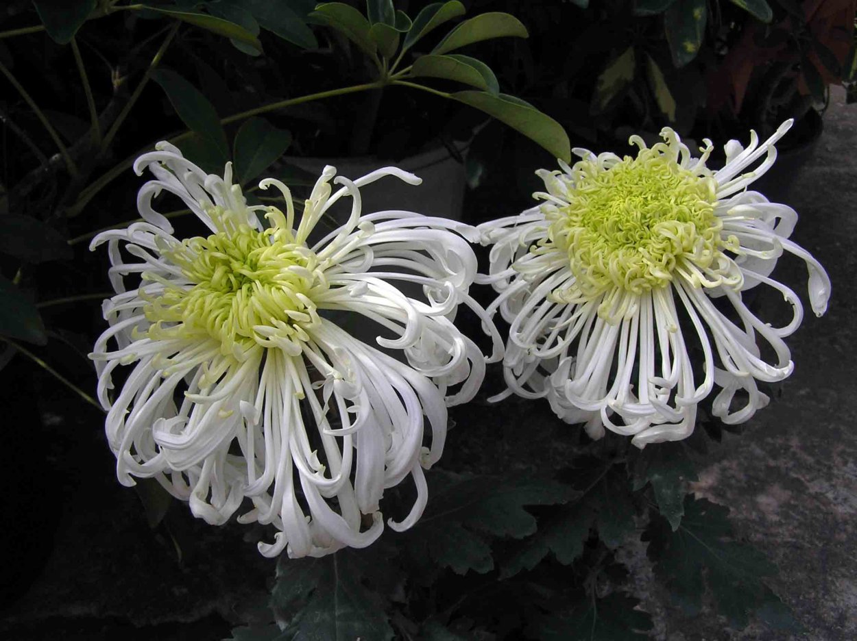 Сорт хризантемы фурор