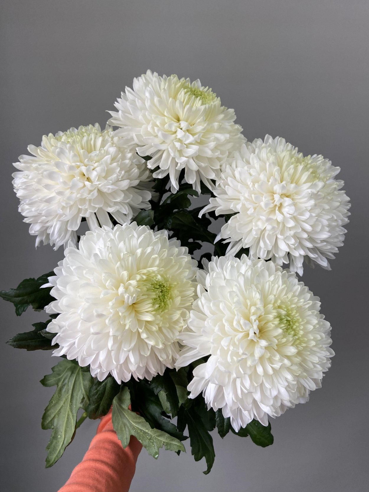 Хризантема Хайдар Пинк