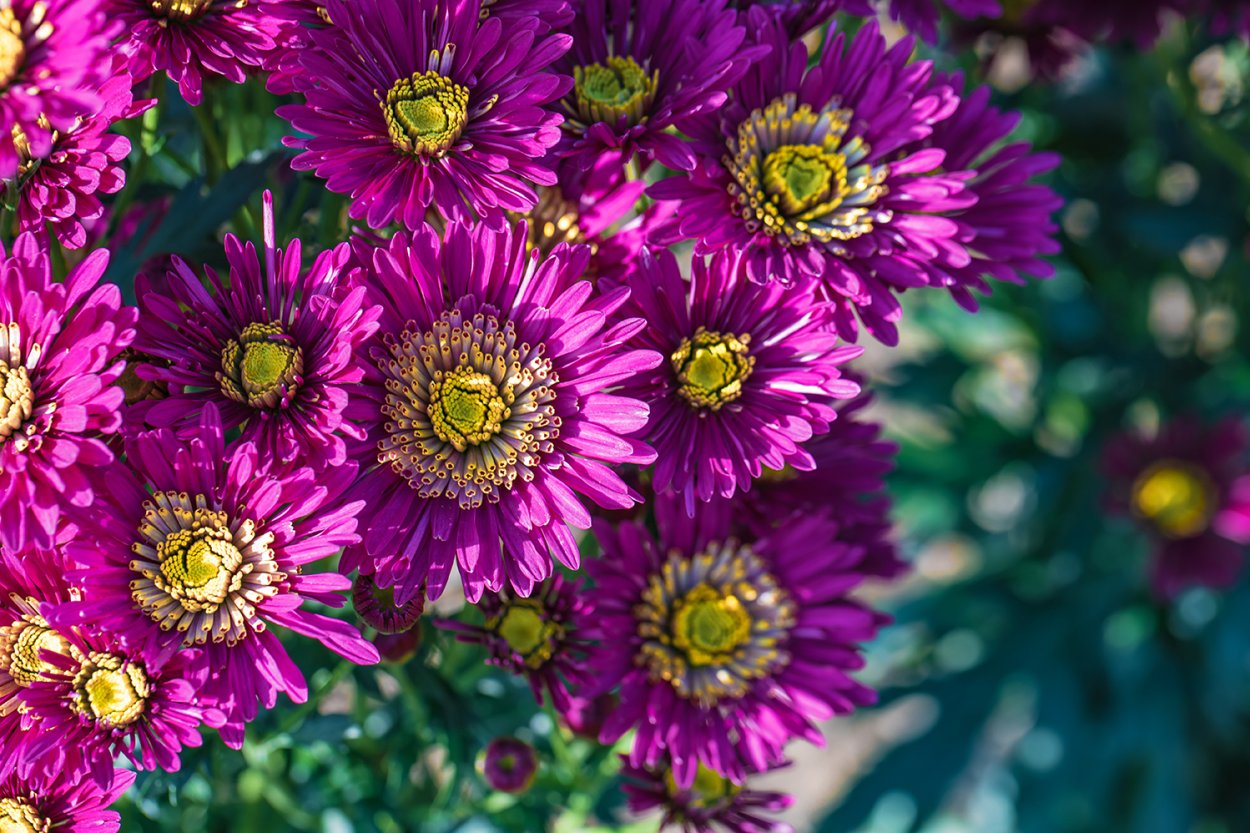 Хризантема корейская Ранкова роса