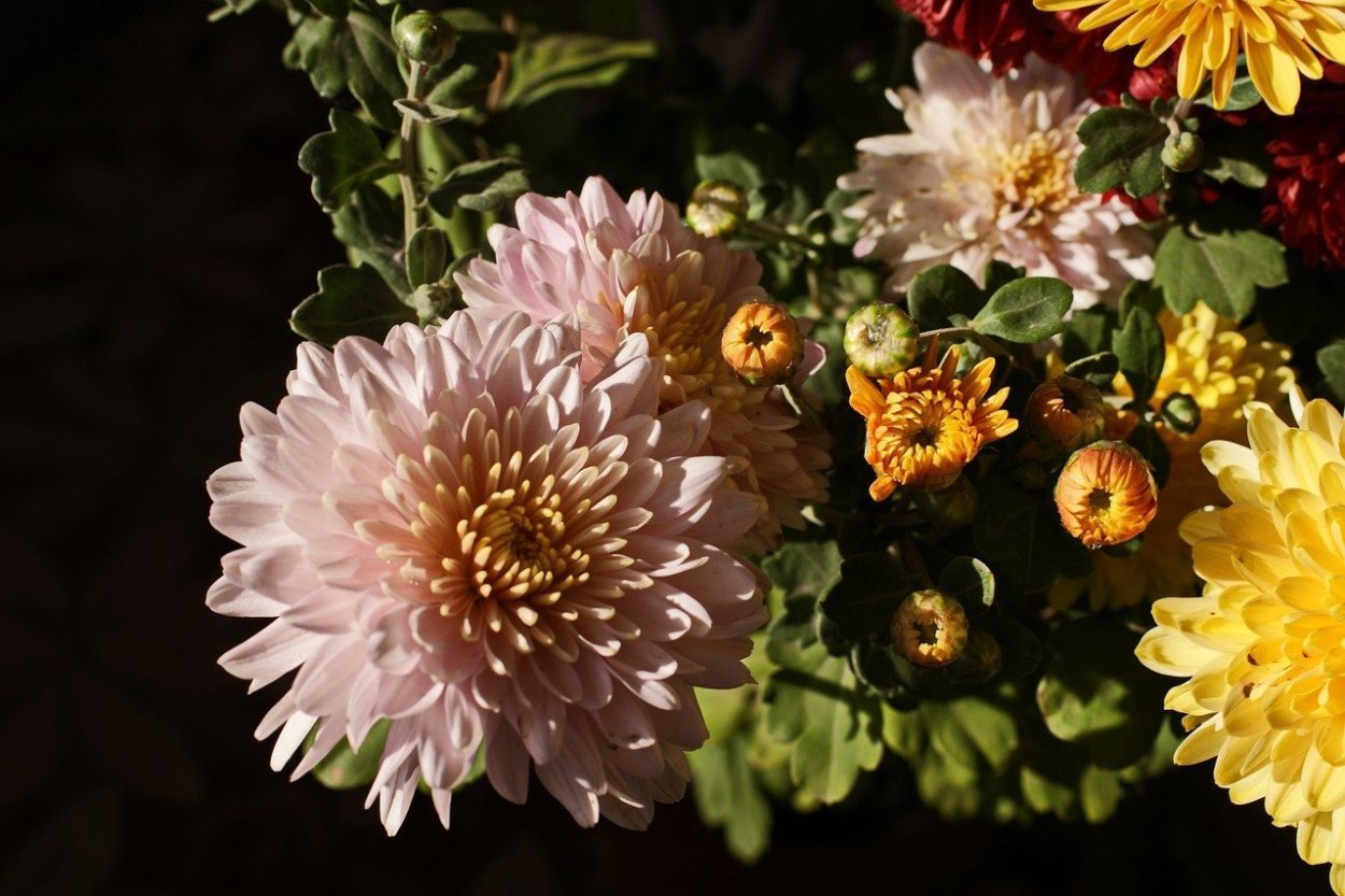 Марс Хризантема