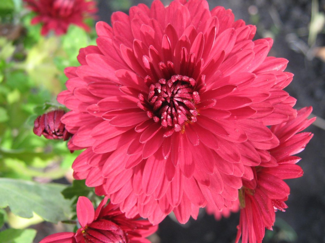 Хризантема Чусан Вайолет