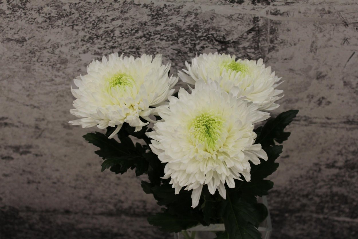 Хризантема Рейган