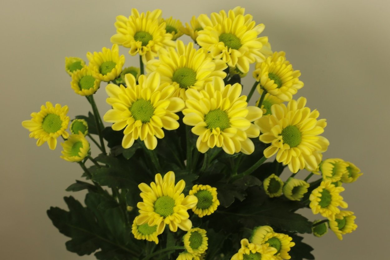 Хризантема мультифлора кило