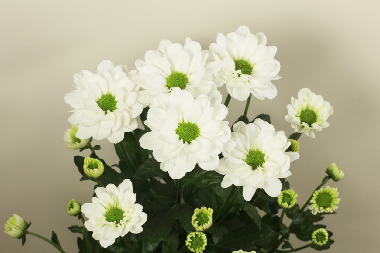 Хризантема кустовая фурор