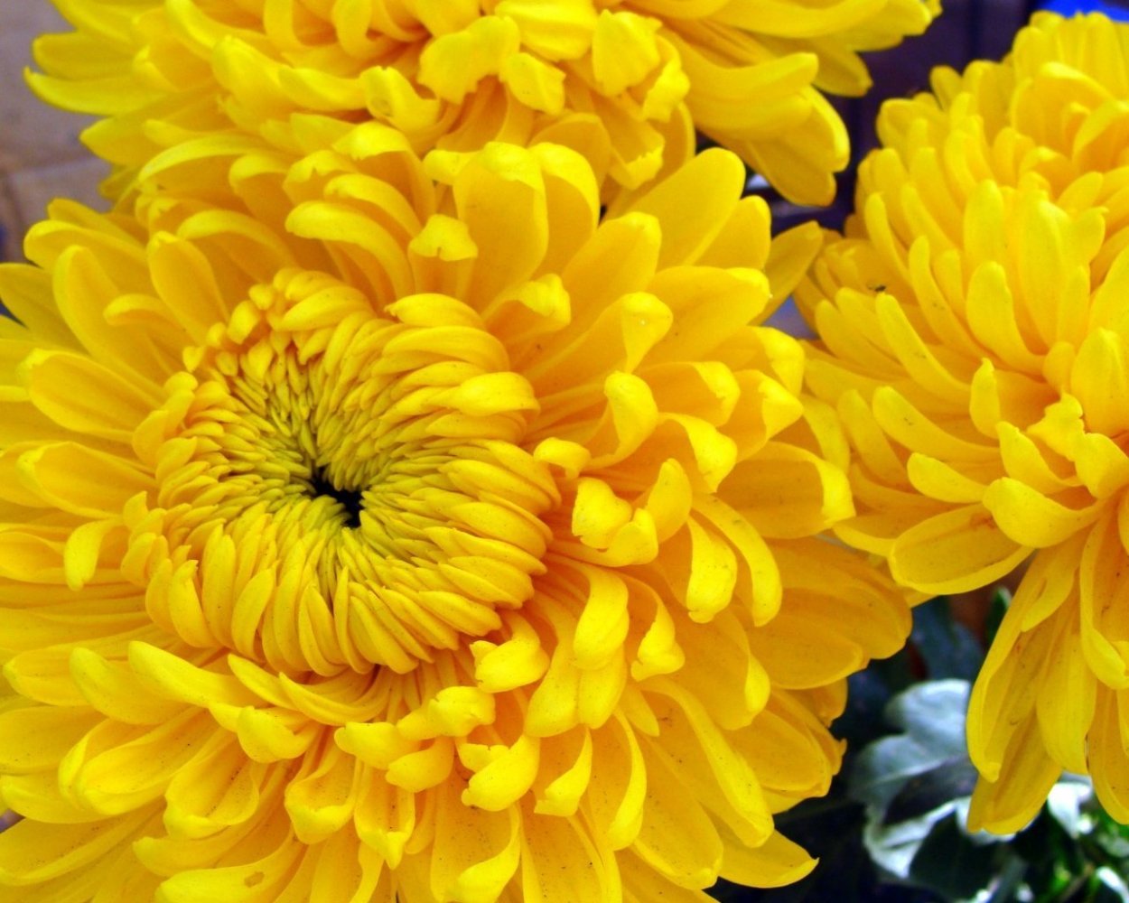 Хризантема куст Гранд Пинк