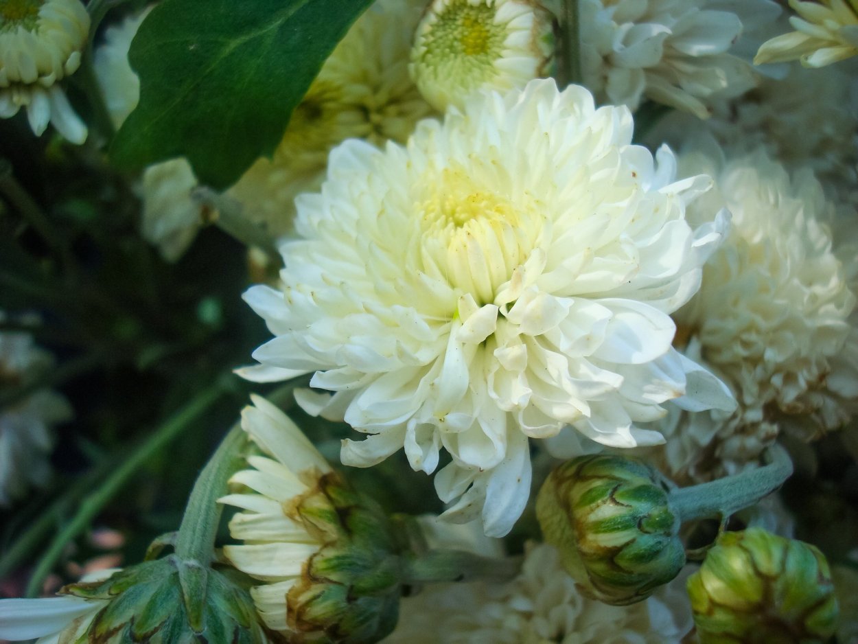 Хризантема куст Фианна