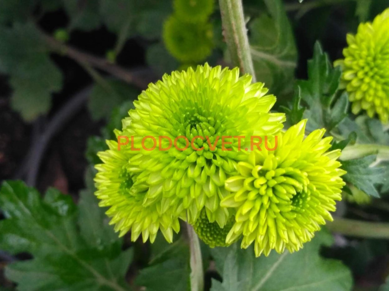 Хризантема Santosh rouge