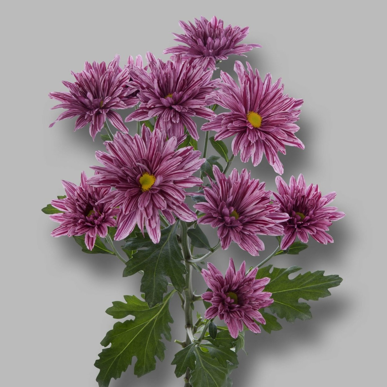 Хризантема Сантини баунсер