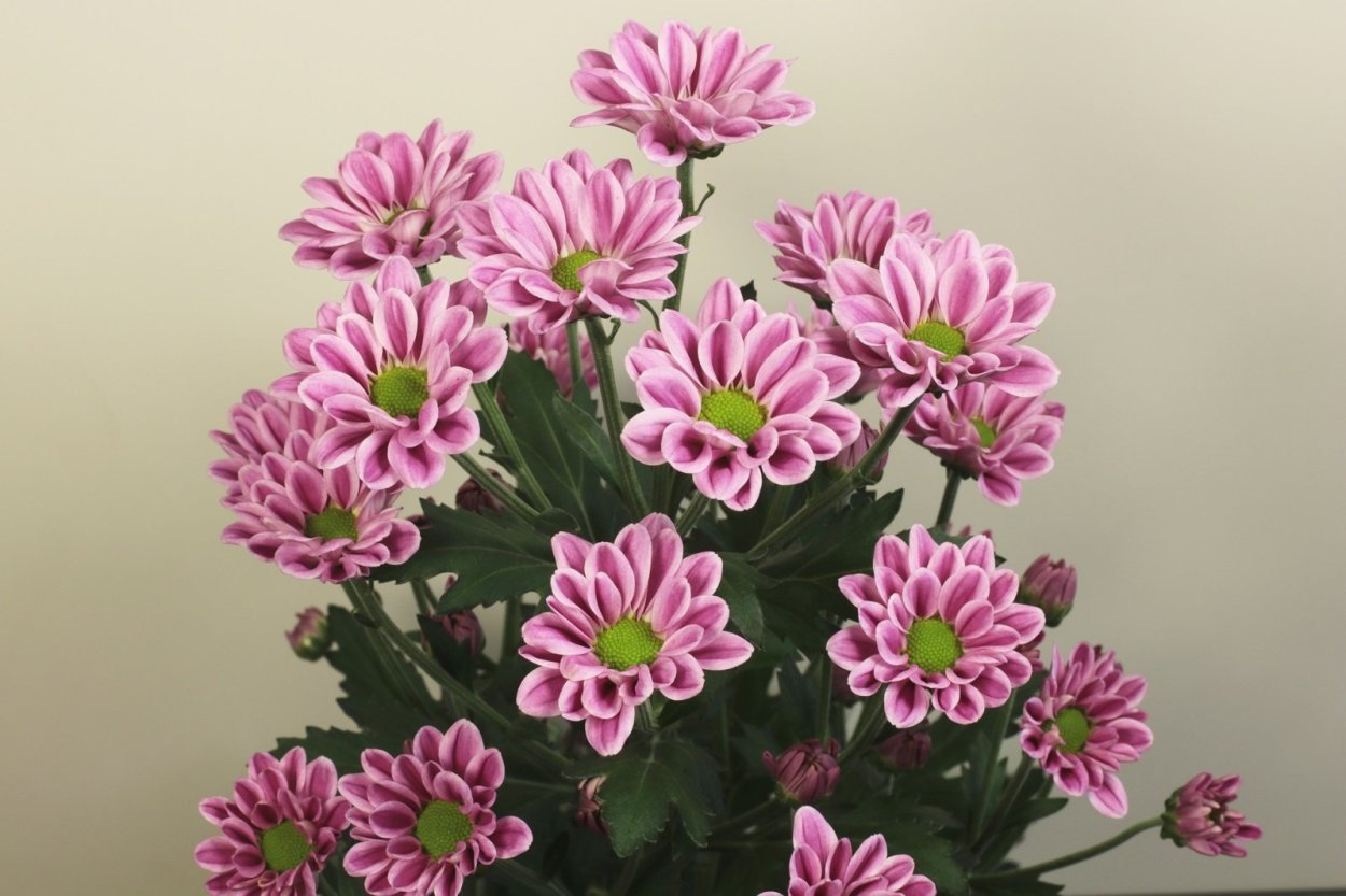 Хризантема кустовая стеллини