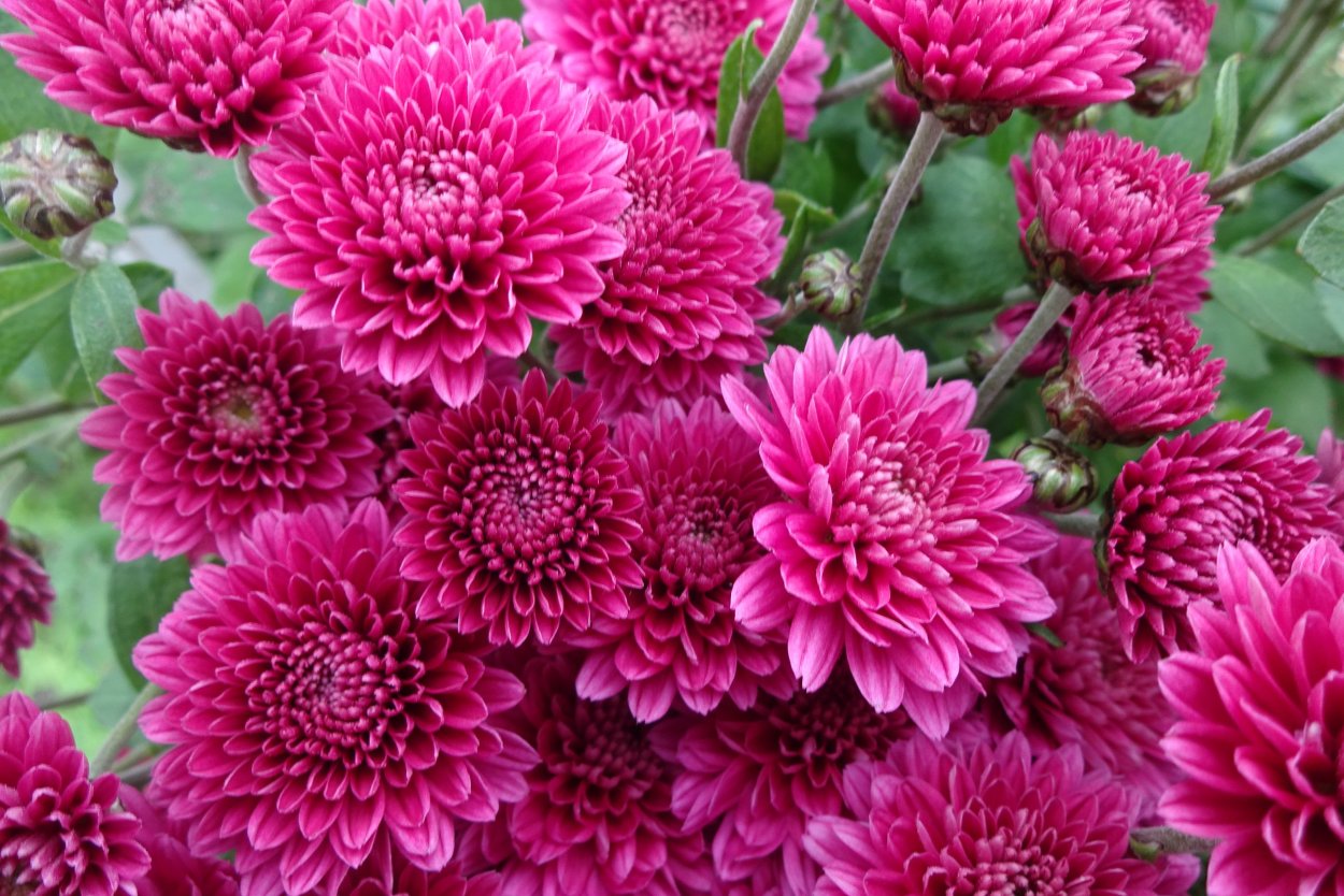 Софтон Хризантема куст