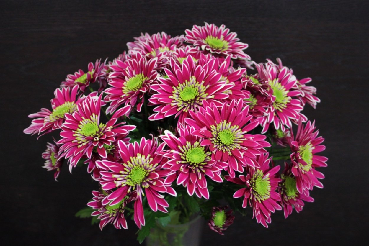 Хризантема Хризантема Gustav