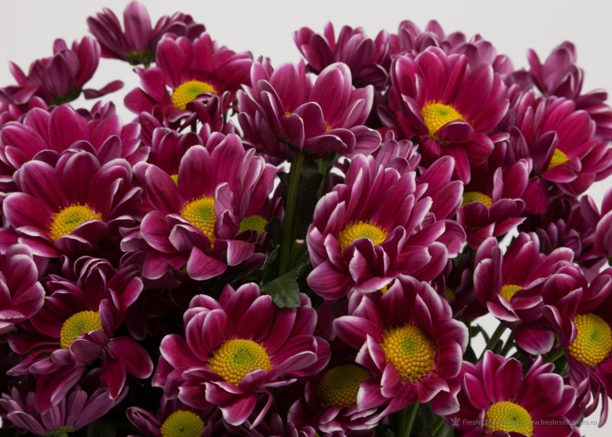 Хризантема килевидная