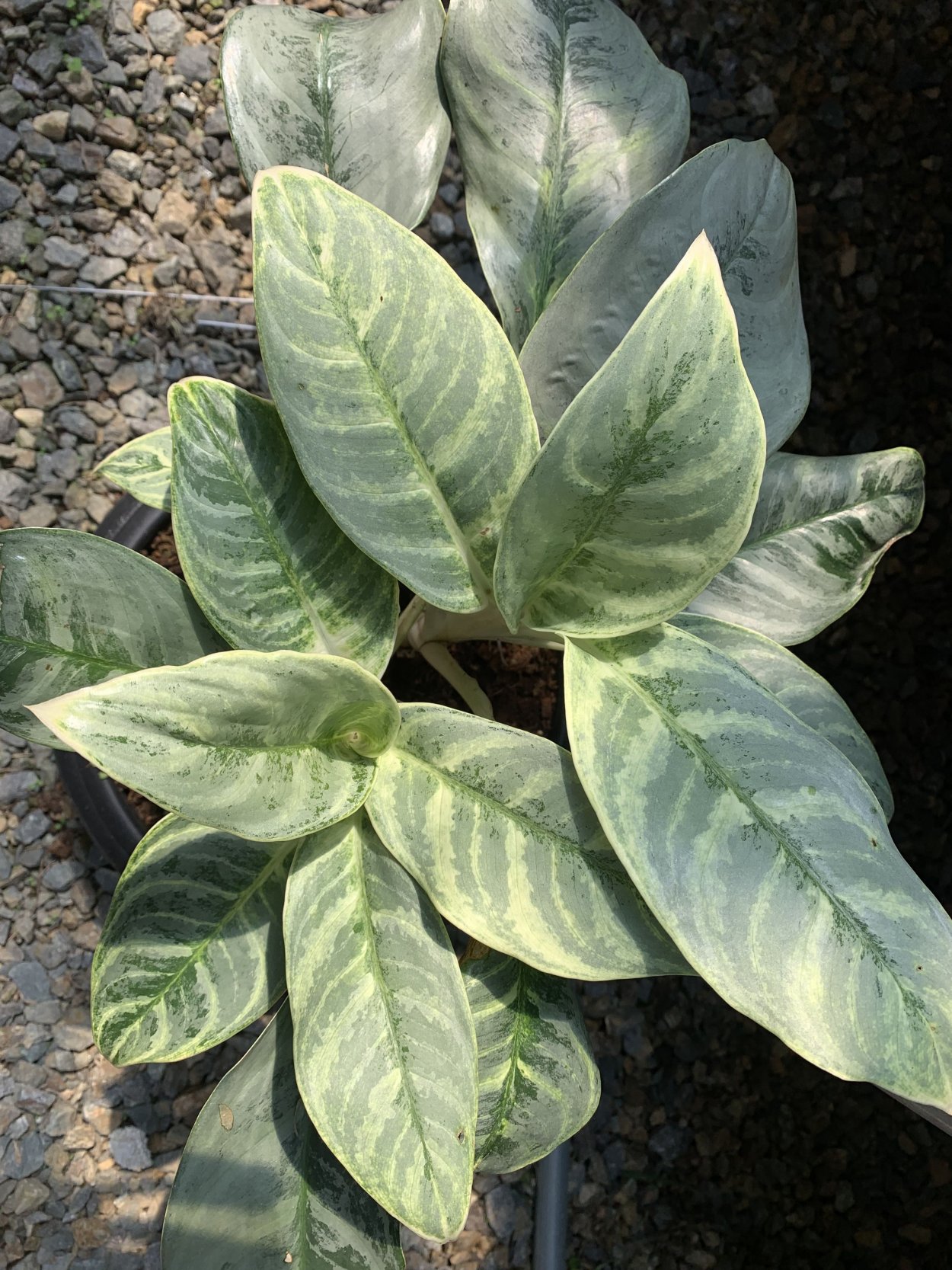 Аглаонема commutatum