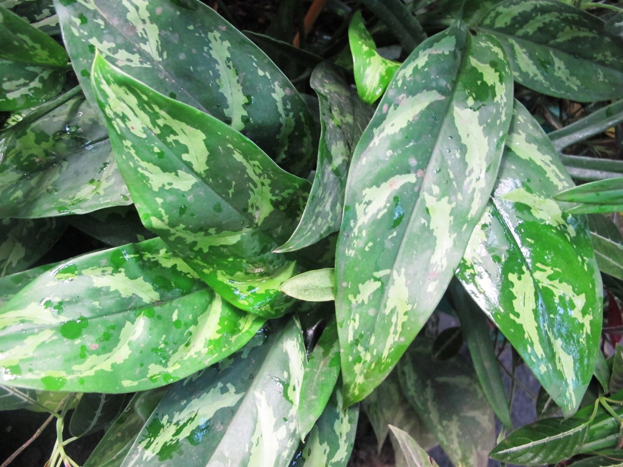 Аглаонема Мария Aglaonema commutatum Maria