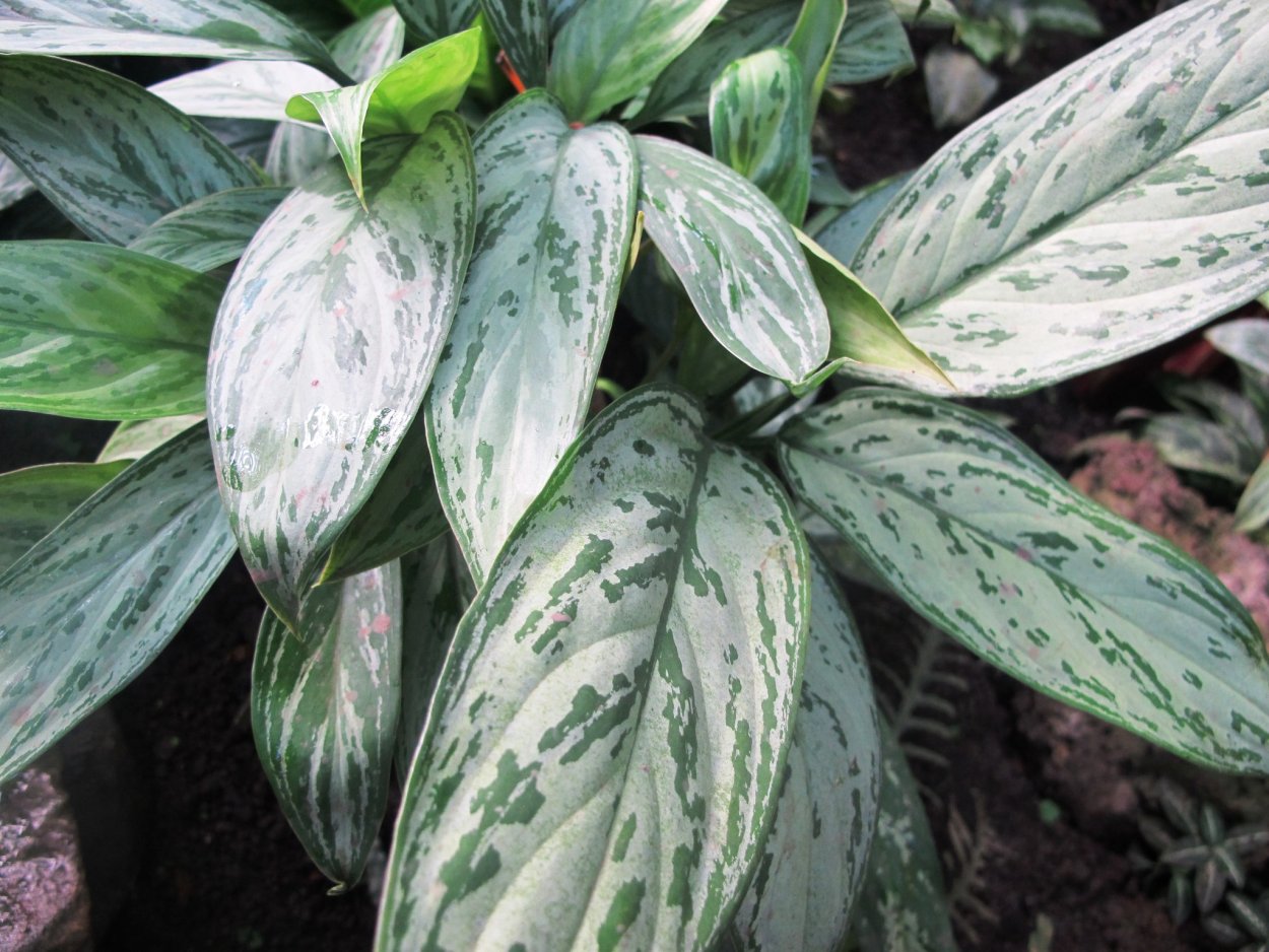 Аглаонема commutatum