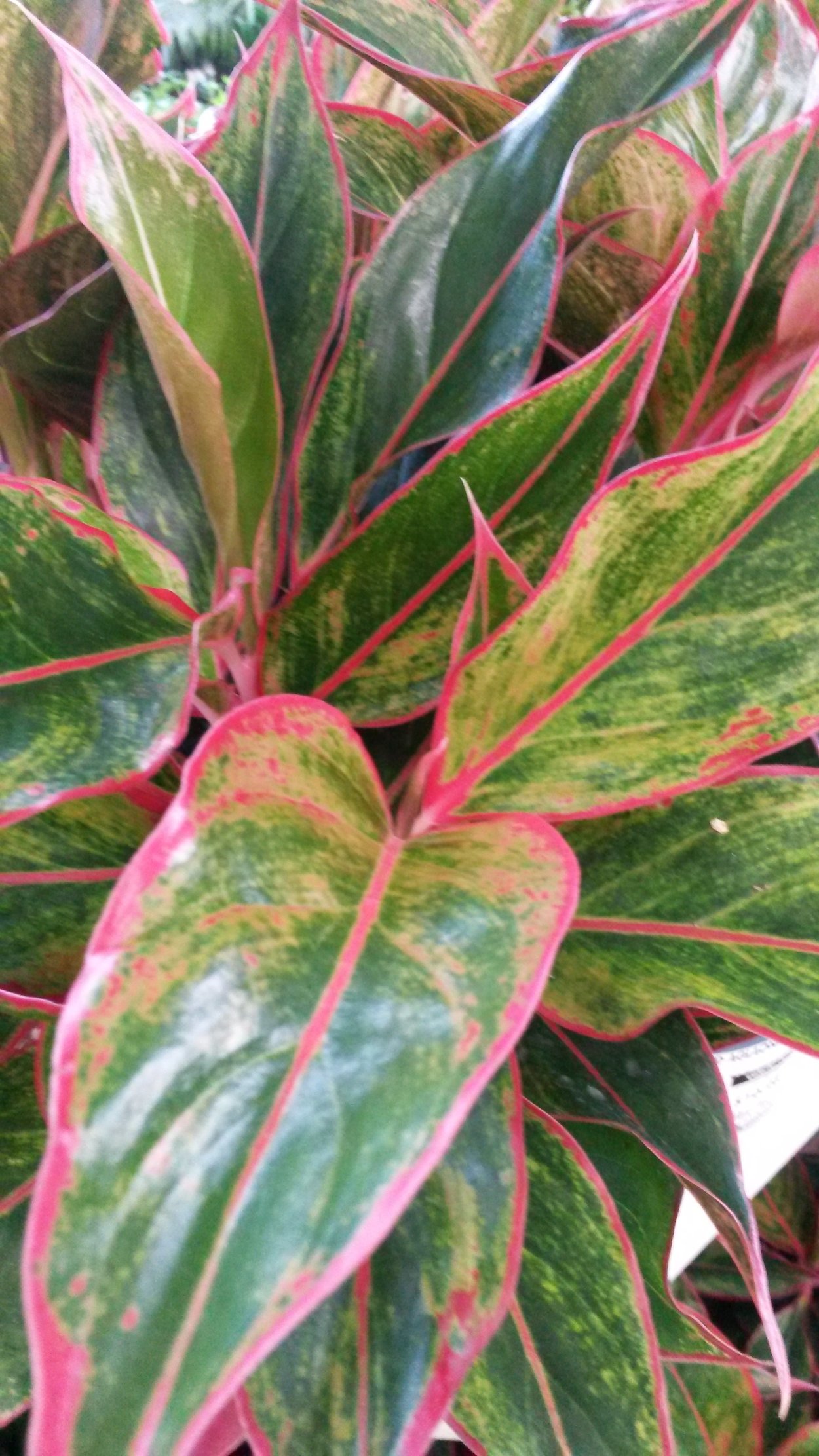 Аглаонема переменчивая Сильвер