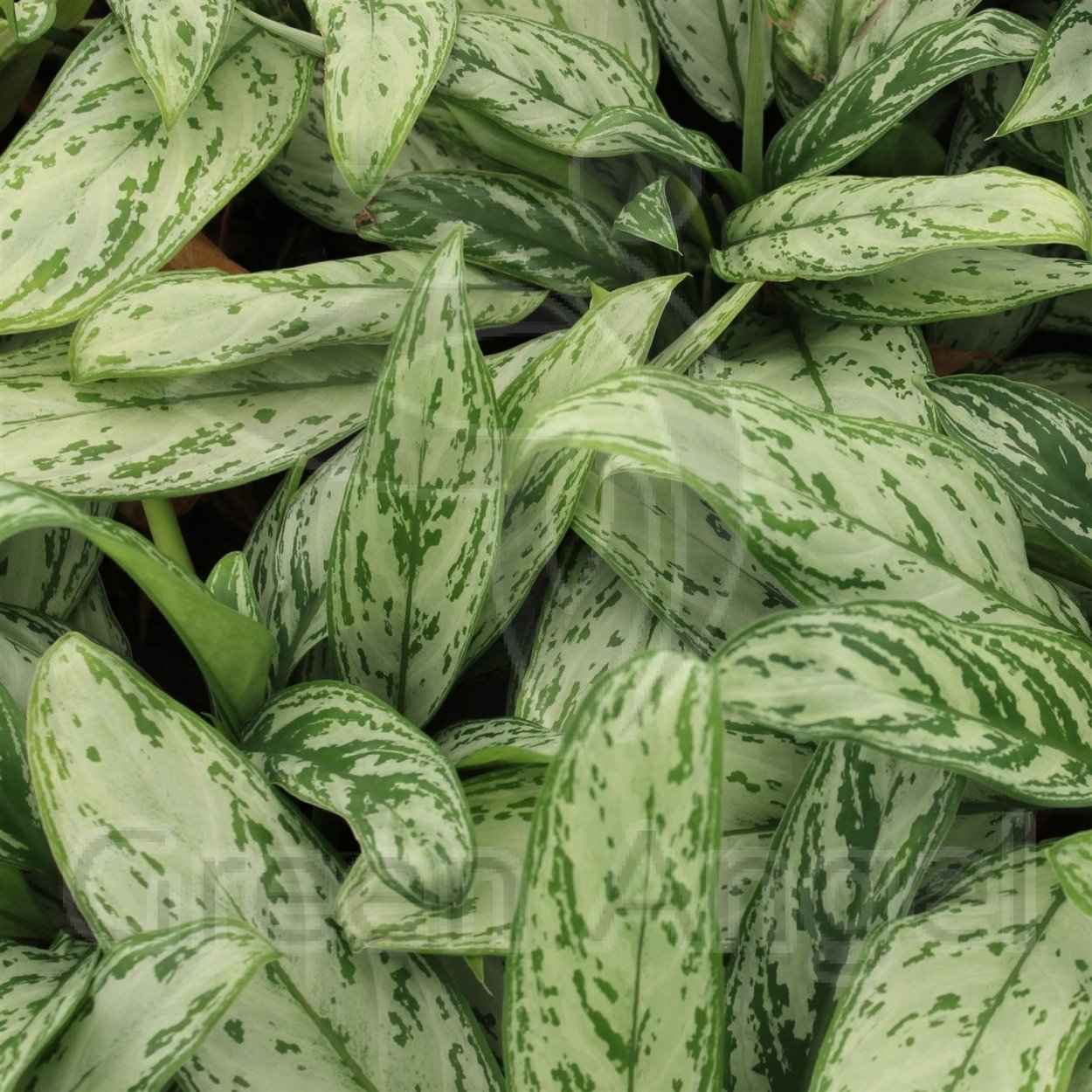 Аглаонема Ароидные