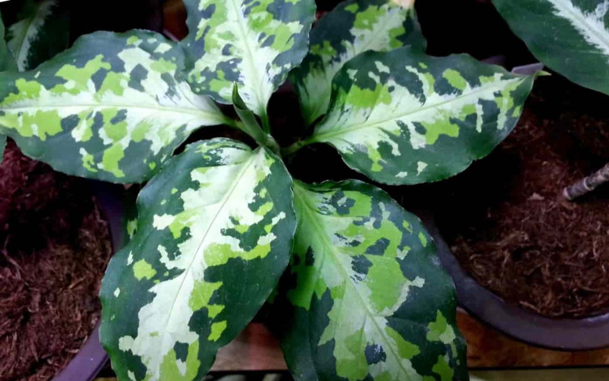 Аглаонема сциндапсус