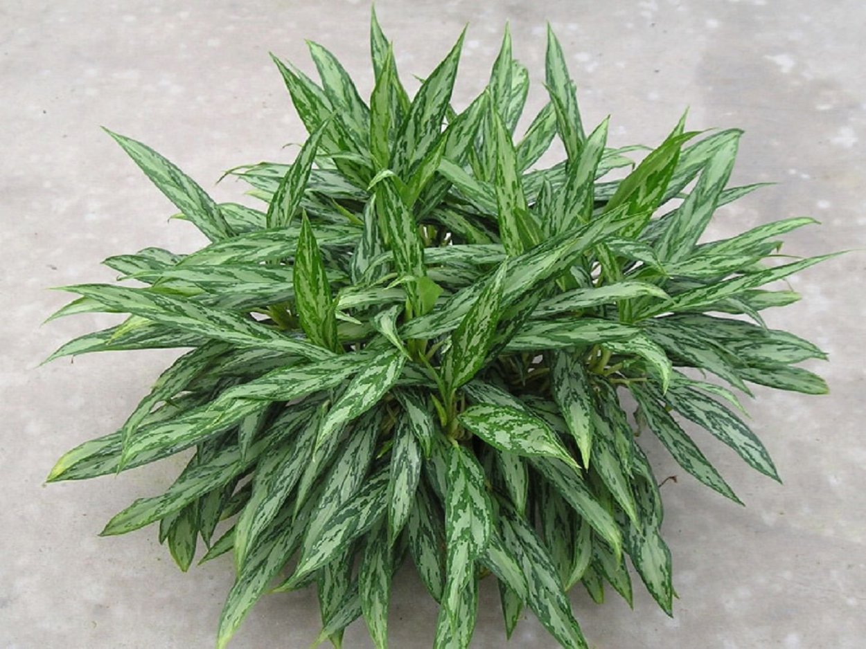 Аглаонема Грин страйп