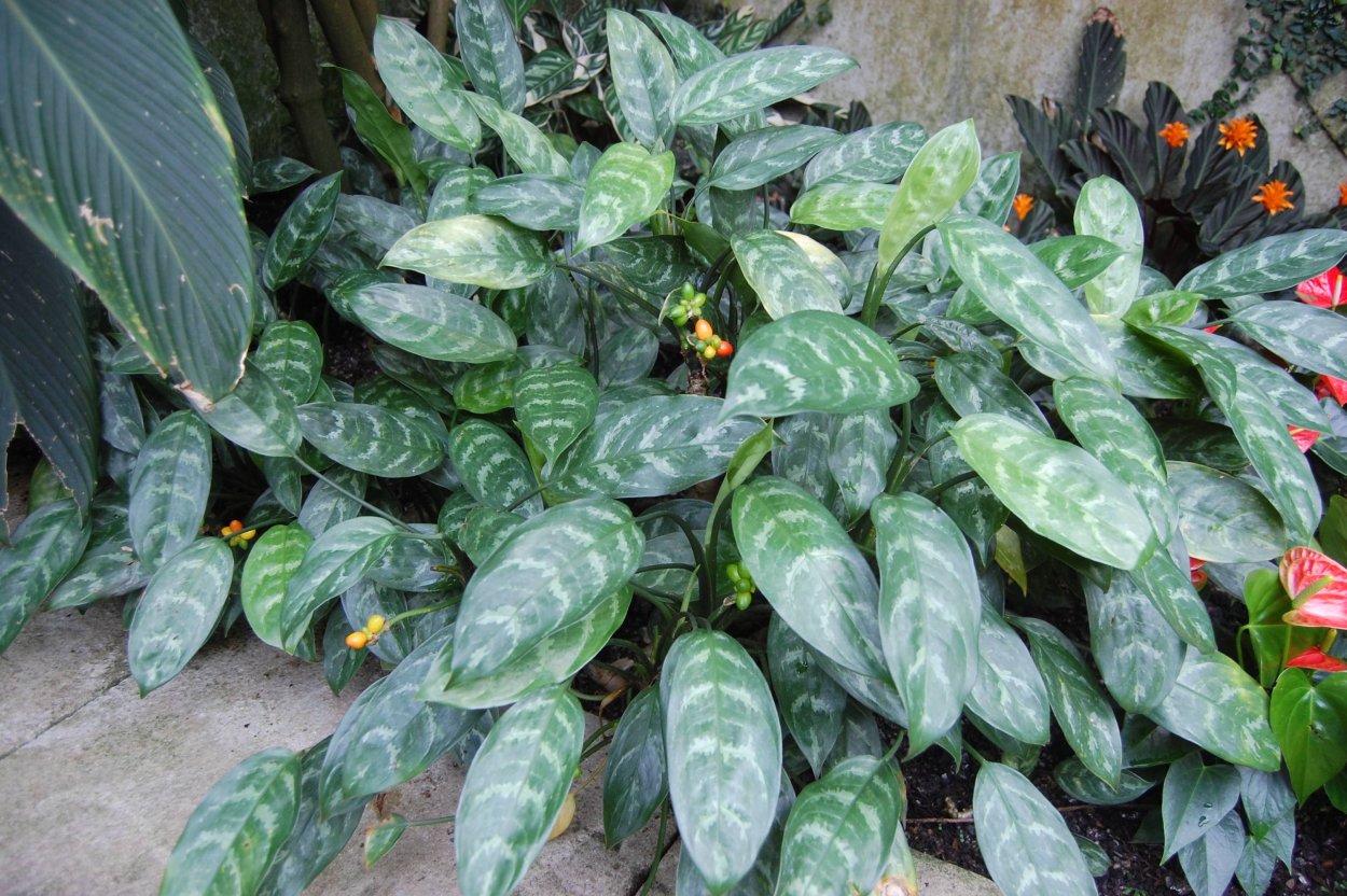 Аглаонема Мария (commutatum Maria)