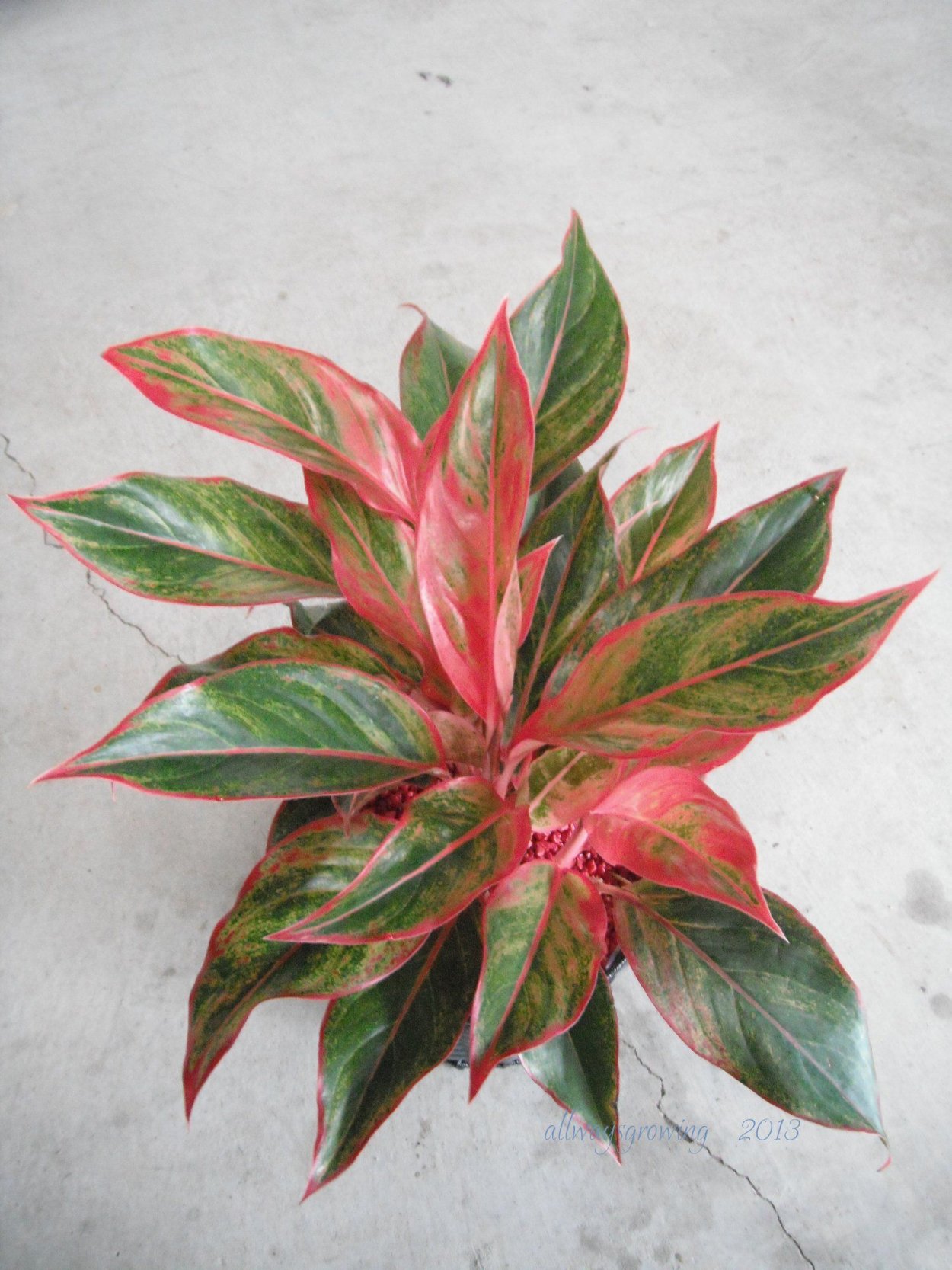 Аглаонема Сильвер Кинг