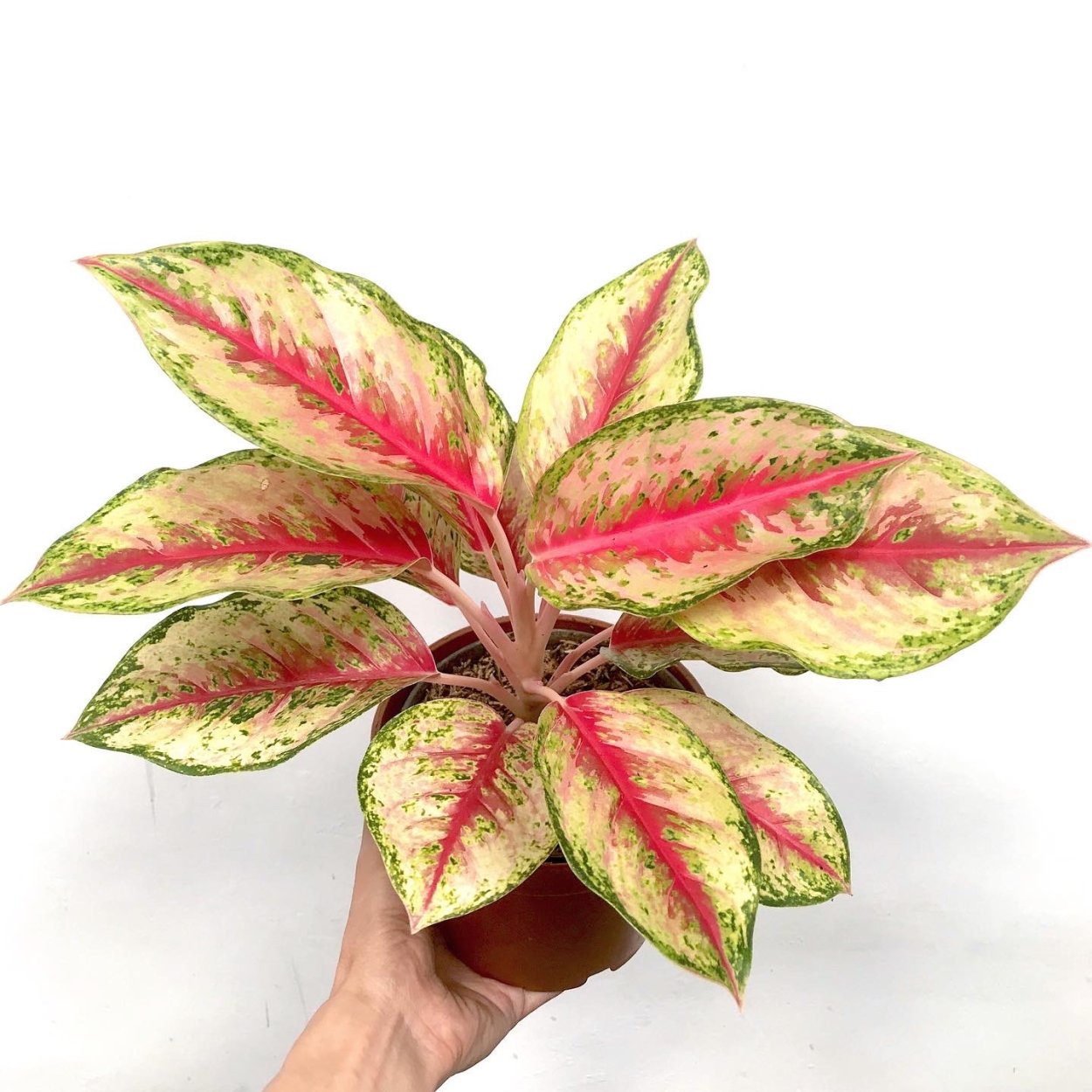 Аглаонема commutatum