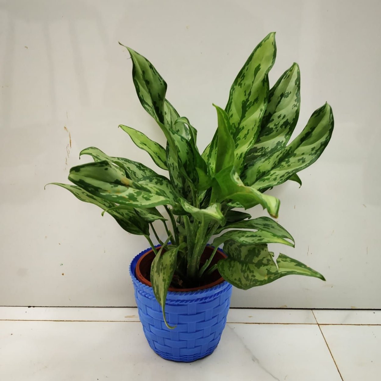 Аглаонема Пинк Индонезия