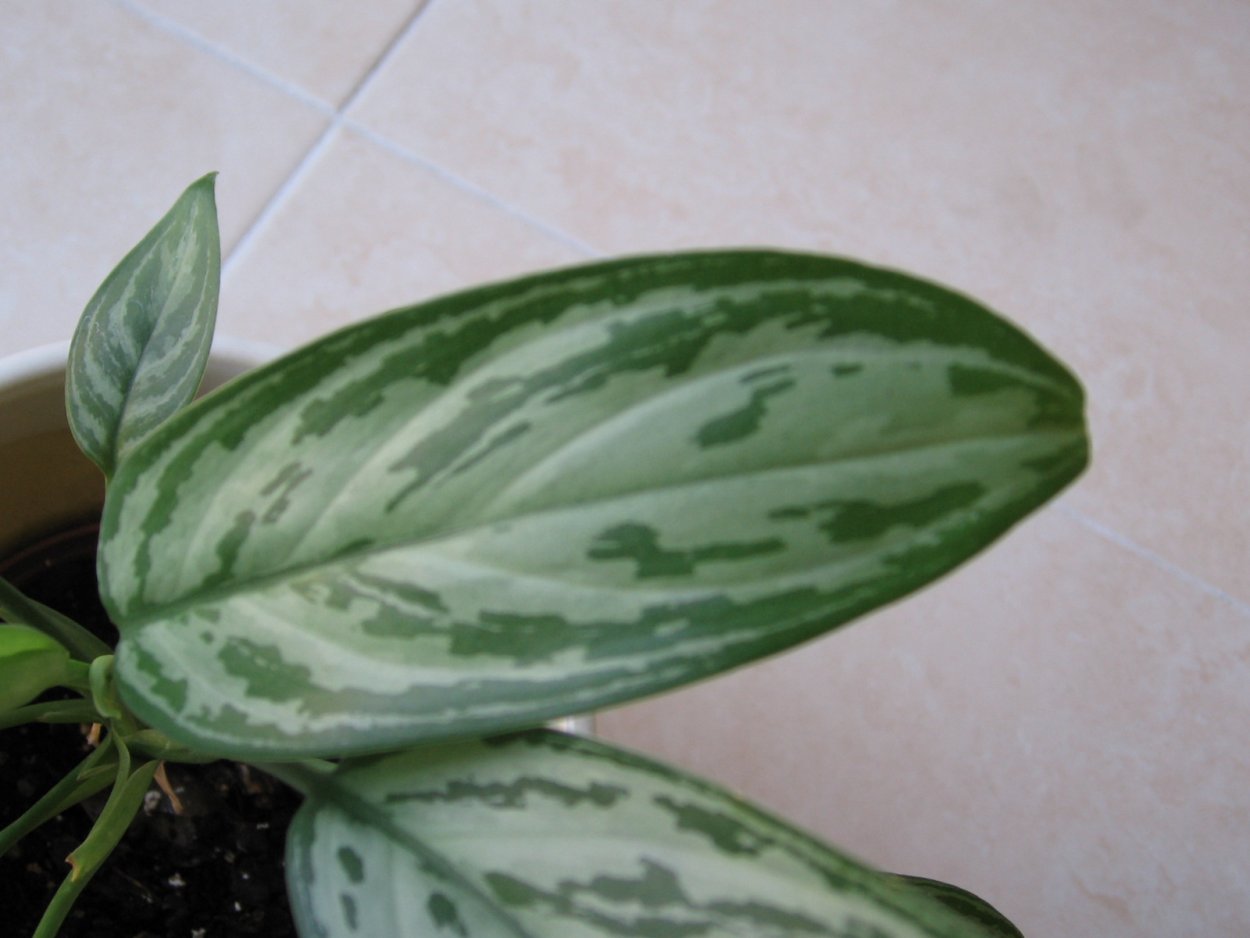 Аглаонема Treubii