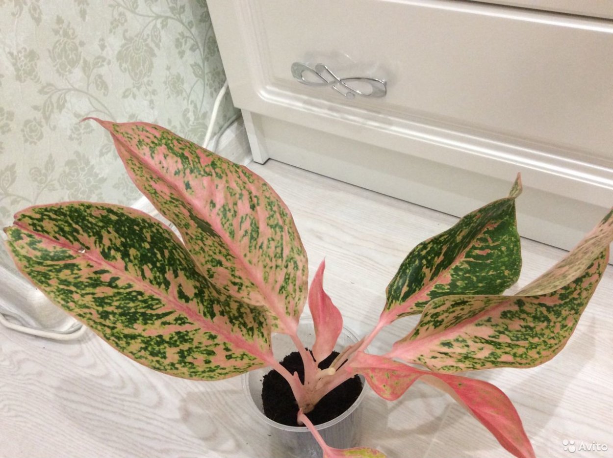 Аглаонема Пинк Далматин