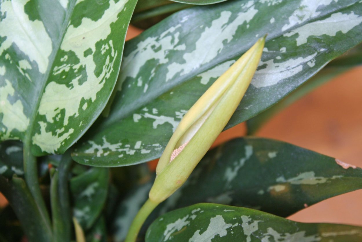 Аглаонема изменчивая