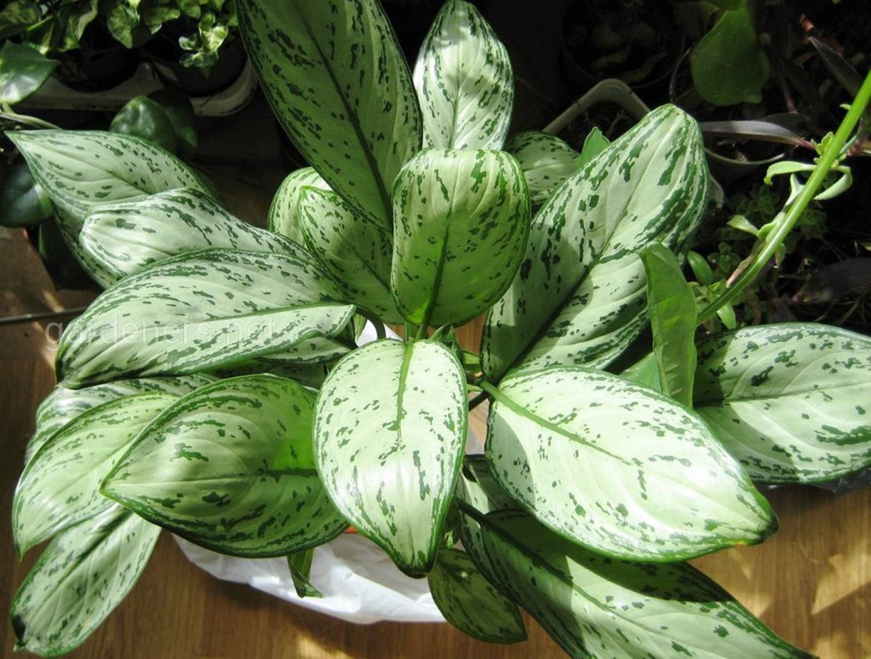 Аглаонема Люмина