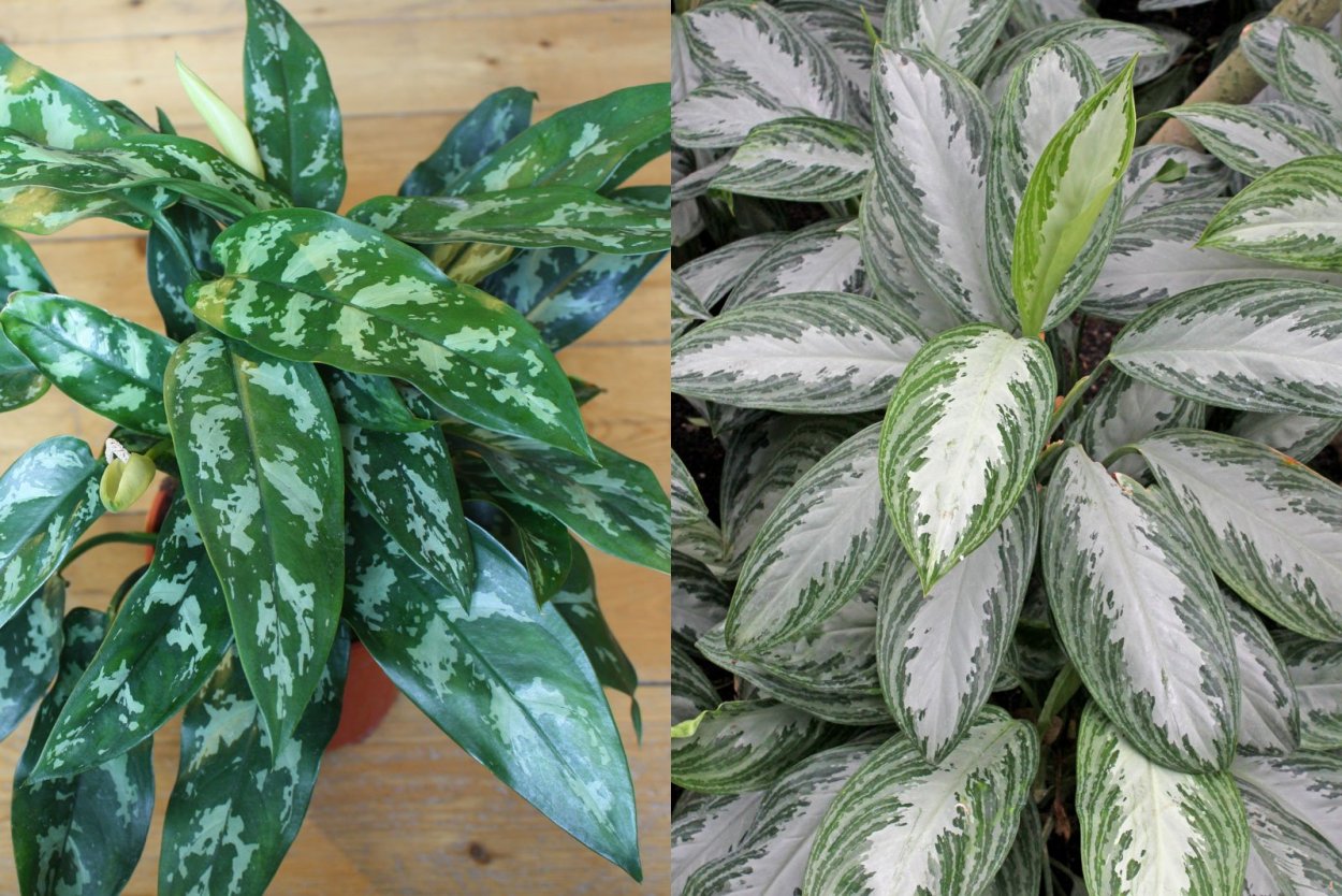 Аглаонема Далматин