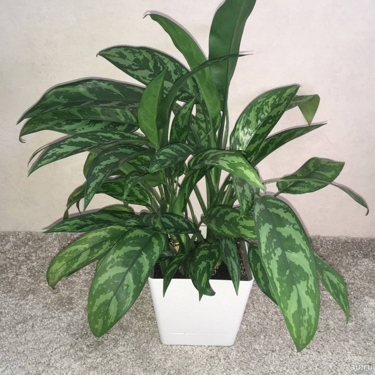 Аглаонема Кочин ред