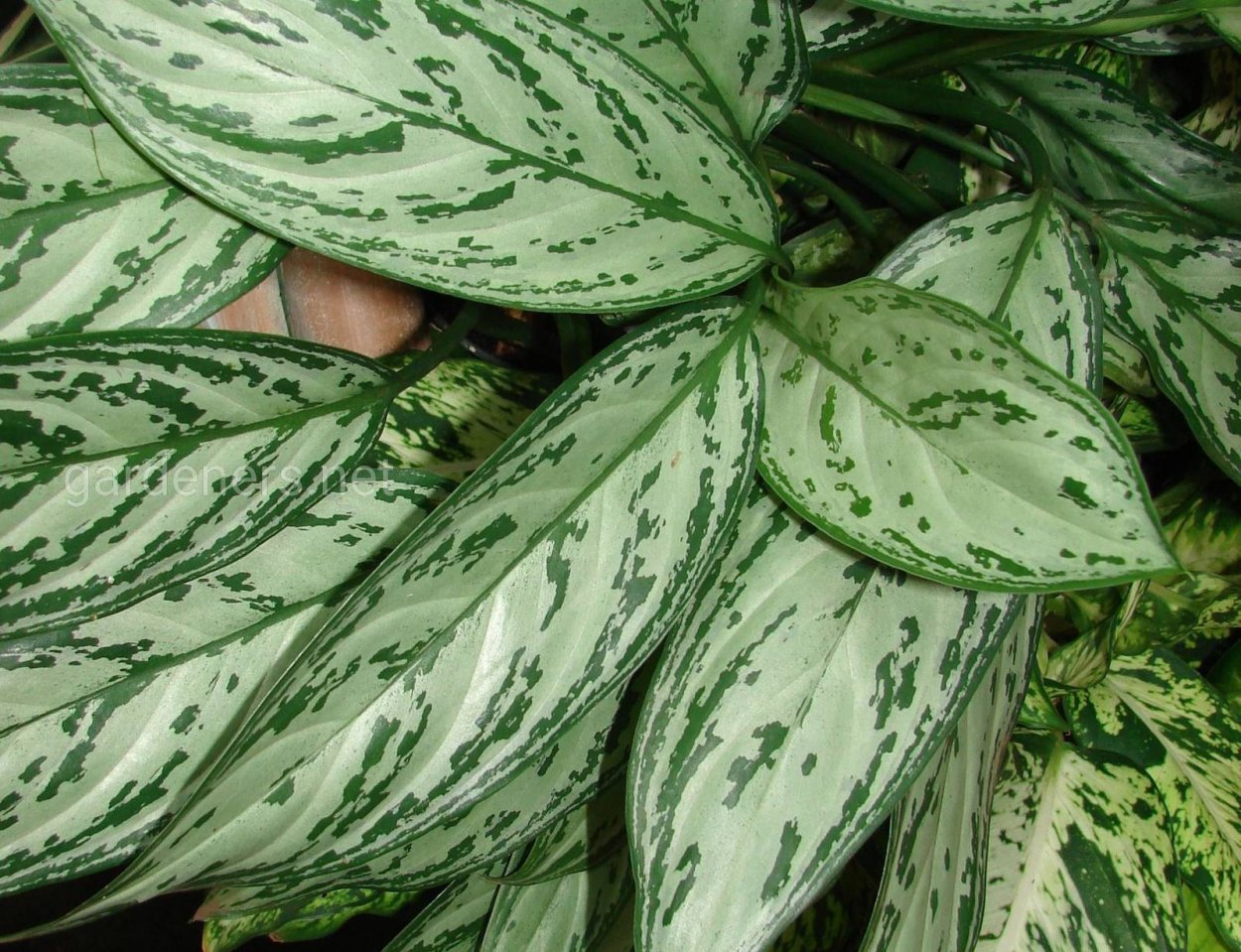 Аглаонема Пинк Aglaonema Pink